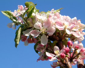 apple blossoms