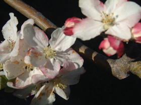 apple blossom