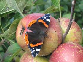 photo &copy; nic  for <A HREF=http://16188.openphoto.net>openphoto.net</A> CC:Attribution-ShareAlike